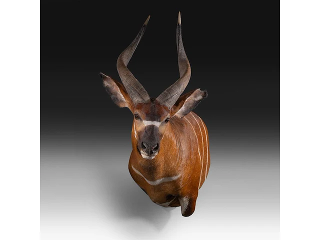 Bongo (tragelaphus eurycerus) shoulder mount, taxidermy trophy, h 120 cm - afbeelding 1 van  5