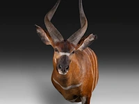 Bongo (tragelaphus eurycerus) shoulder mount, taxidermy trophy, h 120 cm