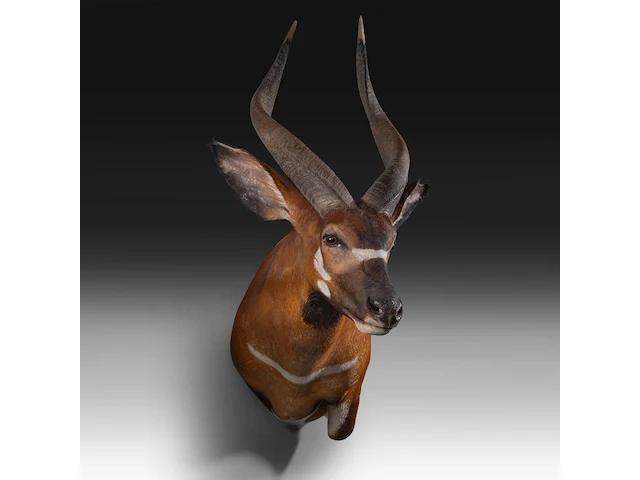 Bongo (tragelaphus eurycerus) shoulder mount, taxidermy trophy, h 120 cm - afbeelding 2 van  5