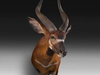 Bongo (tragelaphus eurycerus) shoulder mount, taxidermy trophy, h 120 cm - afbeelding 2 van  5