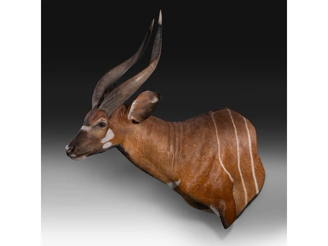 Bongo (tragelaphus eurycerus) shoulder mount, taxidermy trophy, h 120 cm - afbeelding 3 van  5