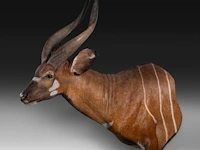 Bongo (tragelaphus eurycerus) shoulder mount, taxidermy trophy, h 120 cm - afbeelding 3 van  5