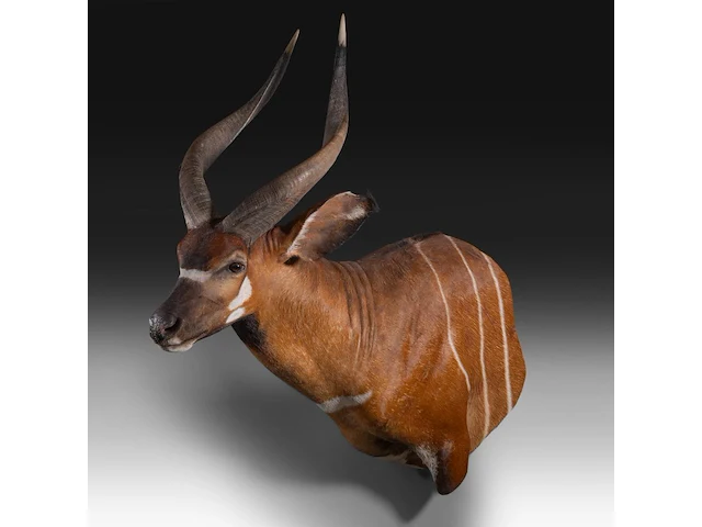 Bongo (tragelaphus eurycerus) shoulder mount, taxidermy trophy, h 120 cm - afbeelding 4 van  5