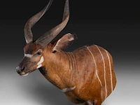 Bongo (tragelaphus eurycerus) shoulder mount, taxidermy trophy, h 120 cm - afbeelding 4 van  5