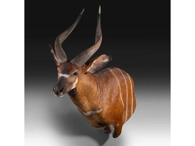 Bongo (tragelaphus eurycerus) shoulder mount, taxidermy trophy, h 120 cm - afbeelding 5 van  5