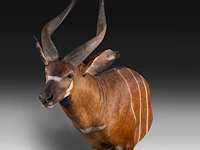 Bongo (tragelaphus eurycerus) shoulder mount, taxidermy trophy, h 120 cm - afbeelding 5 van  5