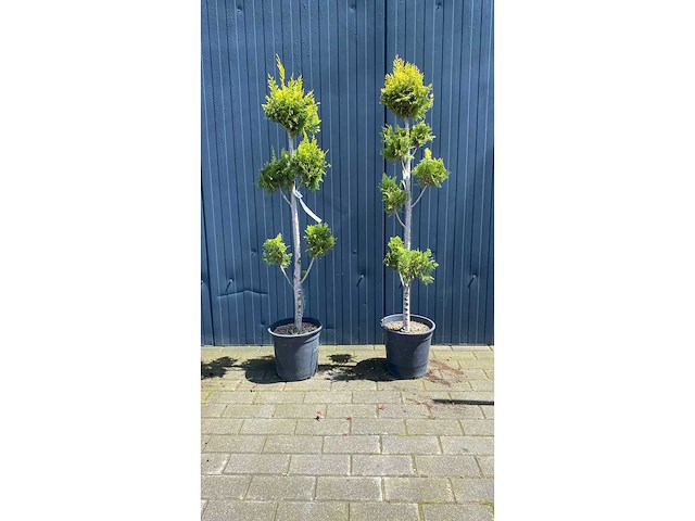 Bonsai hoog vaste plant (2x) - afbeelding 1 van  1