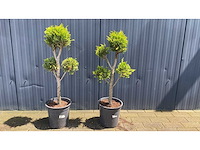 Bonsai klein vaste plant (2x) - afbeelding 1 van  1