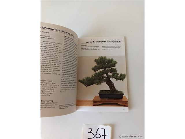 Bonsai - afbeelding 3 van  4