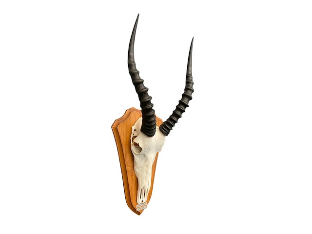 Bontebok - zuid-afrika - afbeelding 1 van  4