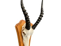 Bontebok - zuid-afrika - afbeelding 1 van  4