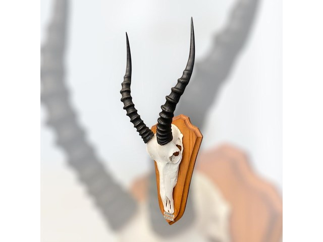 Bontebok - zuid-afrika - afbeelding 3 van  4