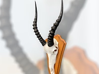 Bontebok - zuid-afrika - afbeelding 3 van  4
