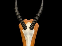 Bontebok - zuid-afrika - afbeelding 4 van  4