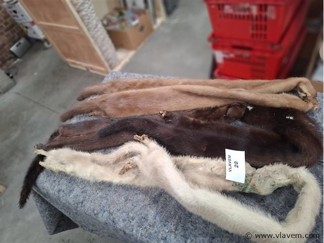 Bontsjaal - afbeelding 1 van  1