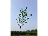 Boom - linde (x1) - afbeelding 2 van  2