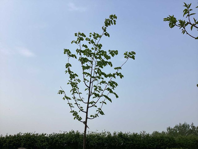 Boom - linde (x1) - afbeelding 1 van  1