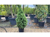 Boompjes vaste plant (4x) - afbeelding 1 van  1