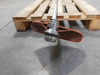 Bosmaaier echo - afbeelding 3 van  4