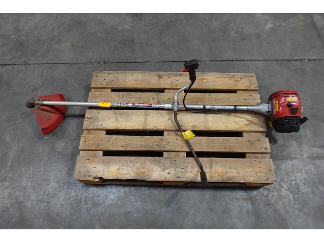 Bosmaaier maruyama - afbeelding 1 van  3