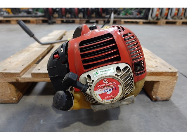 Bosmaaier maruyama - afbeelding 2 van  3