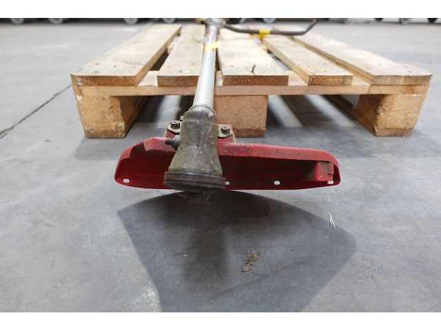 Bosmaaier maruyama - afbeelding 3 van  3