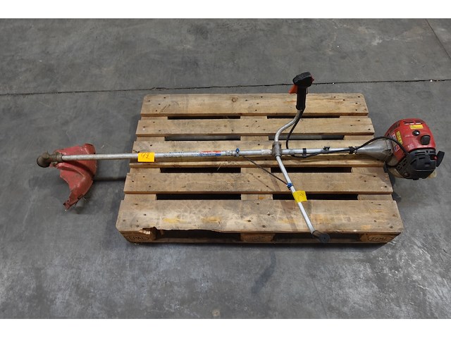 Bosmaaier maruyama - afbeelding 1 van  4