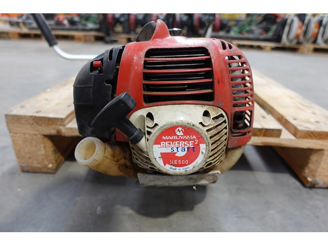 Bosmaaier maruyama - afbeelding 2 van  4