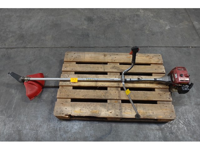 Bosmaaier maruyama - afbeelding 1 van  3