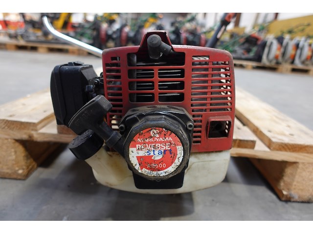 Bosmaaier maruyama - afbeelding 2 van  3