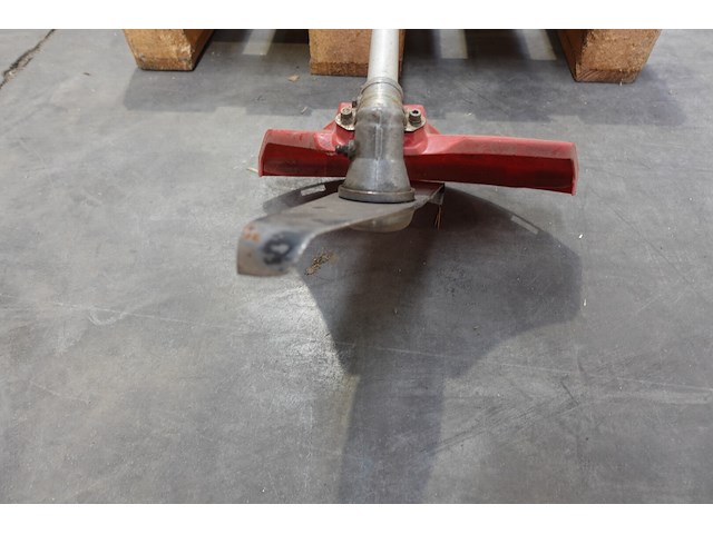 Bosmaaier maruyama - afbeelding 3 van  3