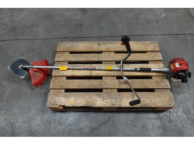 Bosmaaier maruyama - afbeelding 1 van  5