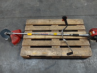 Bosmaaier maruyama - afbeelding 1 van  5