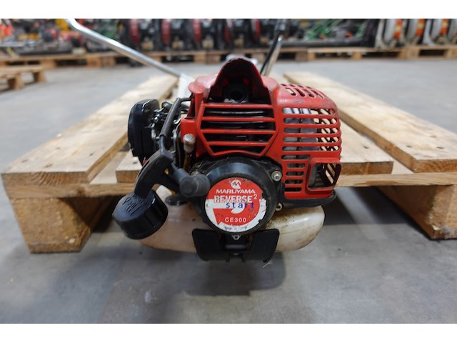 Bosmaaier maruyama - afbeelding 2 van  5