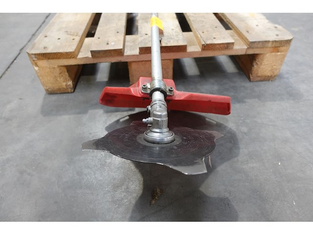 Bosmaaier maruyama - afbeelding 3 van  5