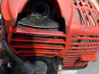 Bosmaaier maruyama - afbeelding 5 van  5