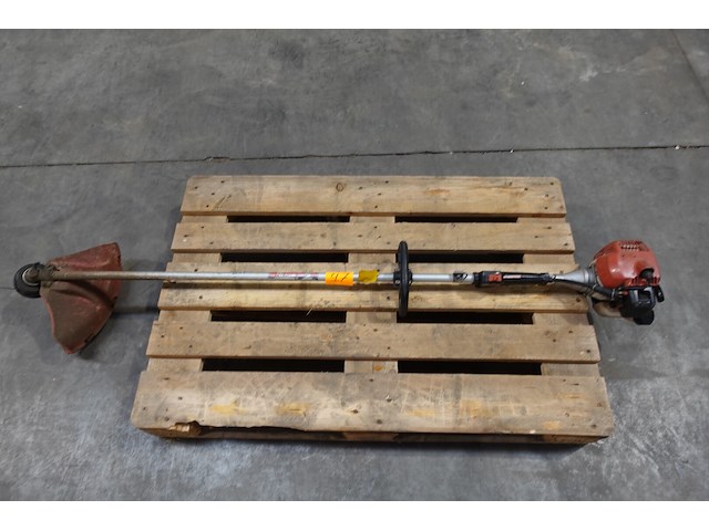 Bosmaaier maruyama - afbeelding 1 van  3