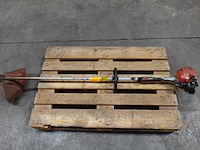 Bosmaaier maruyama - afbeelding 1 van  3