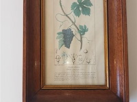 Botanica kader - afbeelding 1 van  4