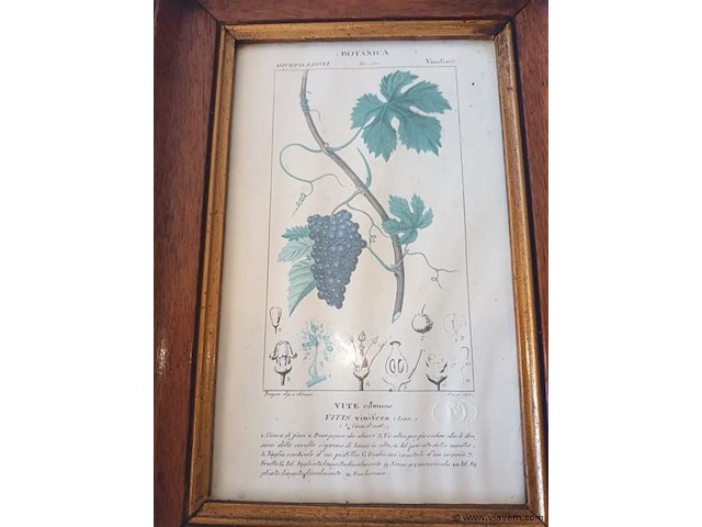 Botanica kader - afbeelding 2 van  4