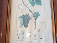 Botanica kader - afbeelding 2 van  4