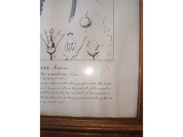 Botanica kader - afbeelding 3 van  4