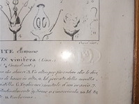 Botanica kader - afbeelding 3 van  4