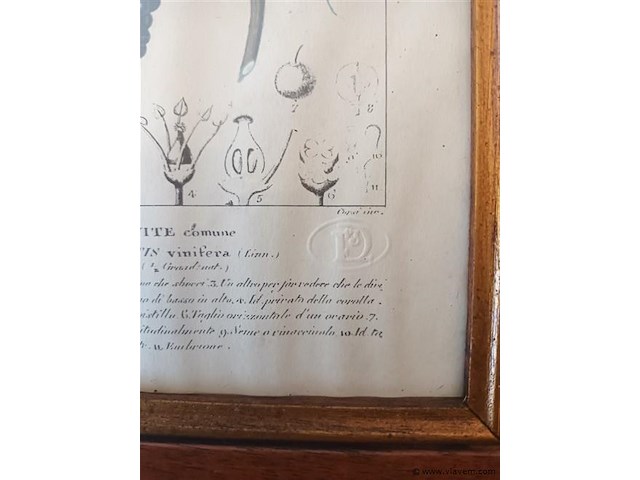 Botanica kader - afbeelding 4 van  4