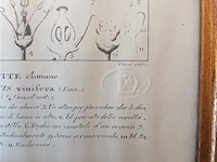 Botanica kader - afbeelding 4 van  4