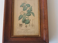 Botanica kader - afbeelding 1 van  3