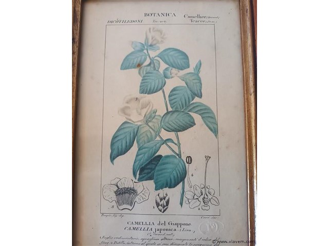 Botanica kader - afbeelding 2 van  3