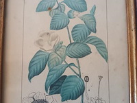 Botanica kader - afbeelding 2 van  3