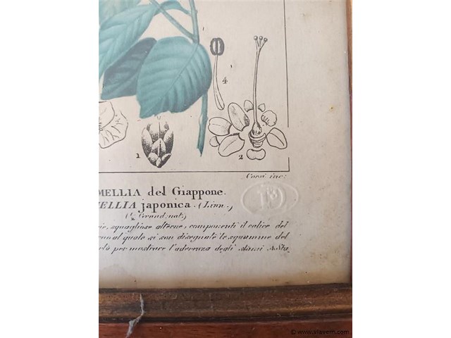 Botanica kader - afbeelding 3 van  3