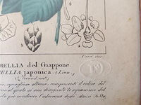 Botanica kader - afbeelding 3 van  3